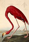 John James Audubon Famous Paintings - American Flamingo